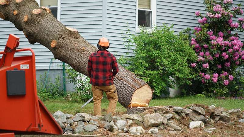 tree removal in Pontiac, MI
